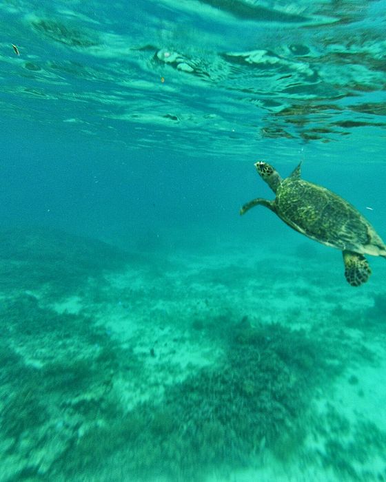 Морская черепаха в бирюзовой воде